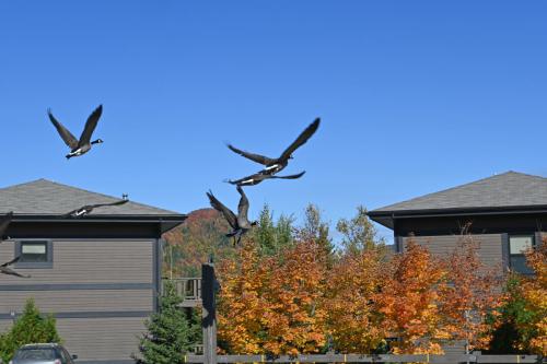 Alentours chalet la Mancellière